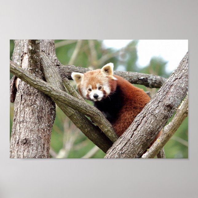 Póster Poster Foto panda roja , animales 0508. (Frente)