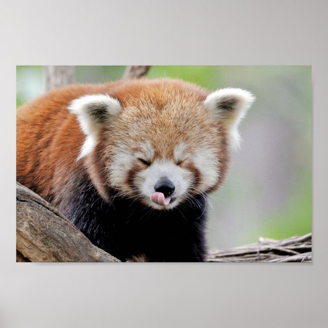 Póster Poster Foto panda roja , animales 0511. (Frente)