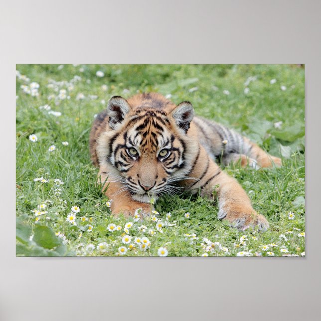 Póster Poster Foto tigre gato , animales. (Frente)
