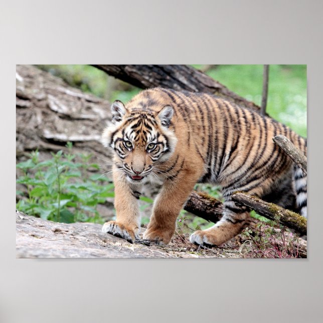 Póster Poster Foto tigre gato , animales. (Frente)
