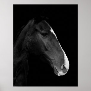 Póster Póster, fotografía caballo blanco y negro.