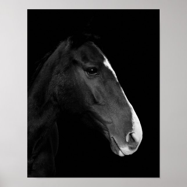 Póster Póster, fotografía caballo blanco y negro. (Frente)