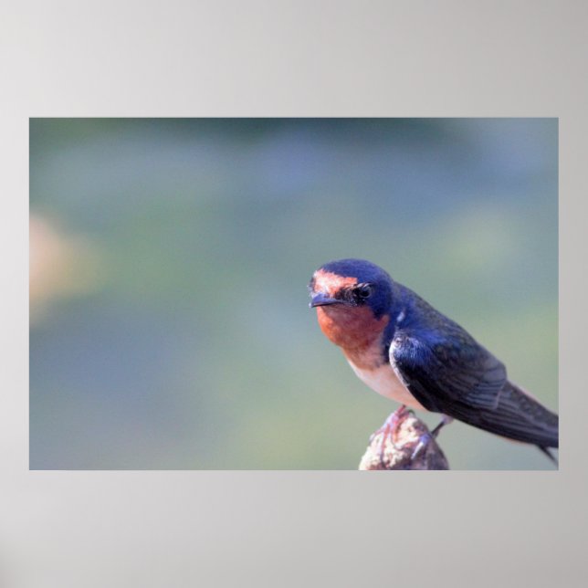 Póster Poster fotográfico Barn Swallow (Frente)