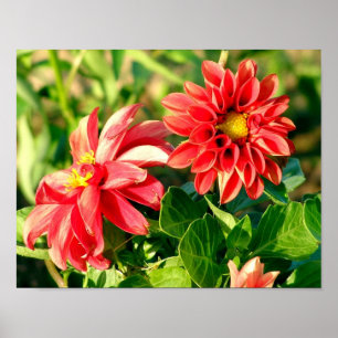 Póster Poster fotográfico Dahlias / Imprimir