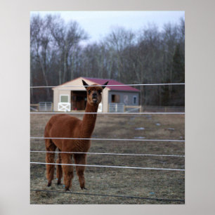 Póster Poster fotográfico de Alpaca