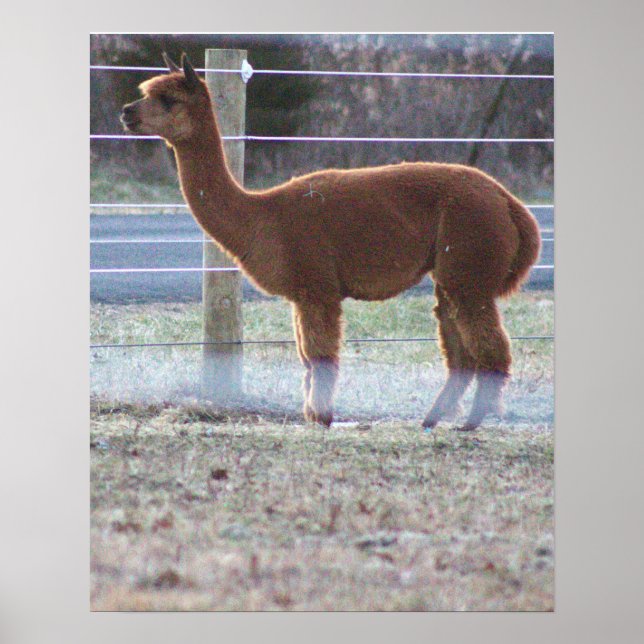 Póster Poster fotográfico de Alpaca (Frente)