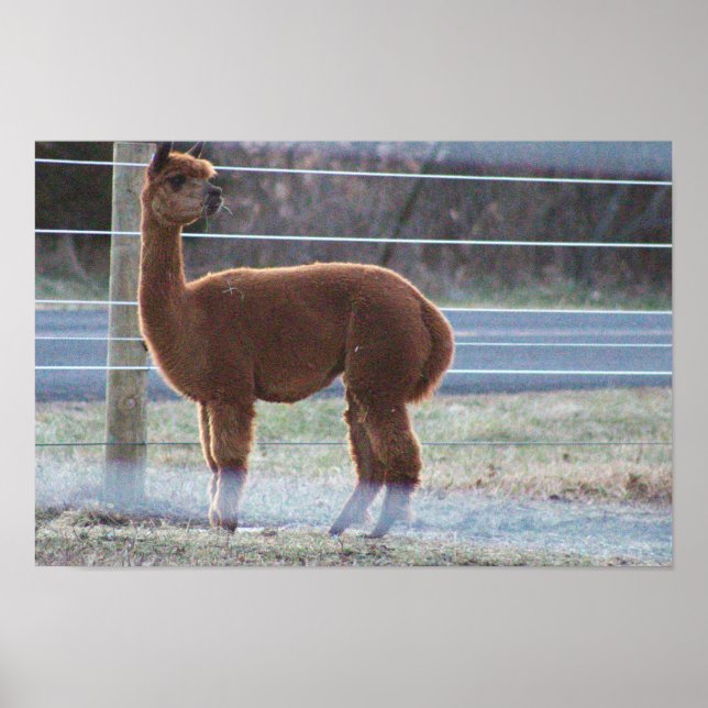 Póster Poster fotográfico de Alpaca (Frente)