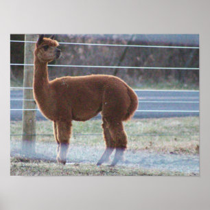 Póster Poster fotográfico de Alpaca