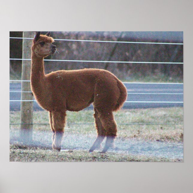 Póster Poster fotográfico de Alpaca (Frente)