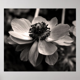 Póster Poster fotográfico de Anemone Black and White Flor