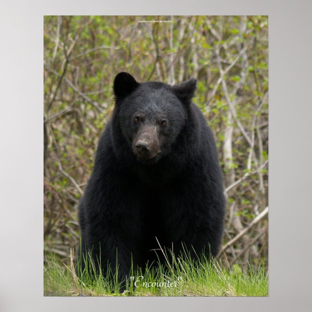 Póster Poster fotográfico de animales de vida silvestre B (Frente)