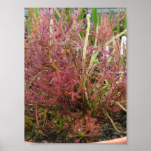 Poster fotográfico de Assorted Sundew (Drosera)