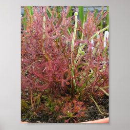 Póster Poster fotográfico de Assorted Sundew (Drosera)