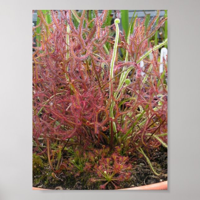 Póster Poster fotográfico de Assorted Sundew (Drosera) (Frente)