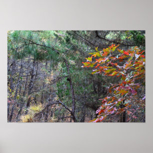 Póster Poster fotográfico de Autumn Leaves
