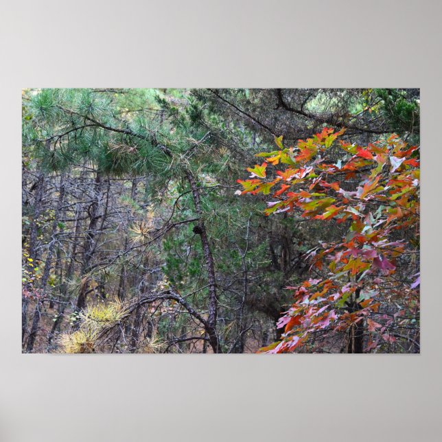 Póster Poster fotográfico de Autumn Leaves (Frente)