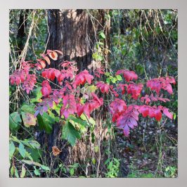 Póster Poster fotográfico de Autumn Leaves