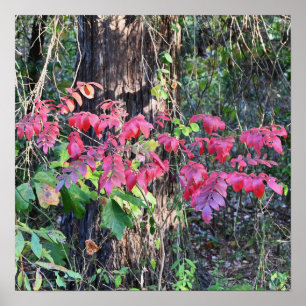 Póster Poster fotográfico de Autumn Leaves