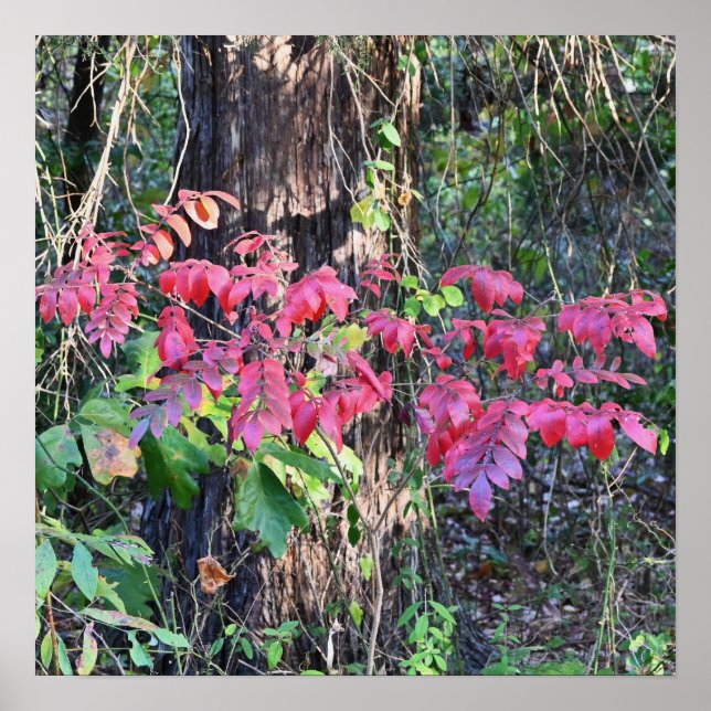 Póster Poster fotográfico de Autumn Leaves (Frente)