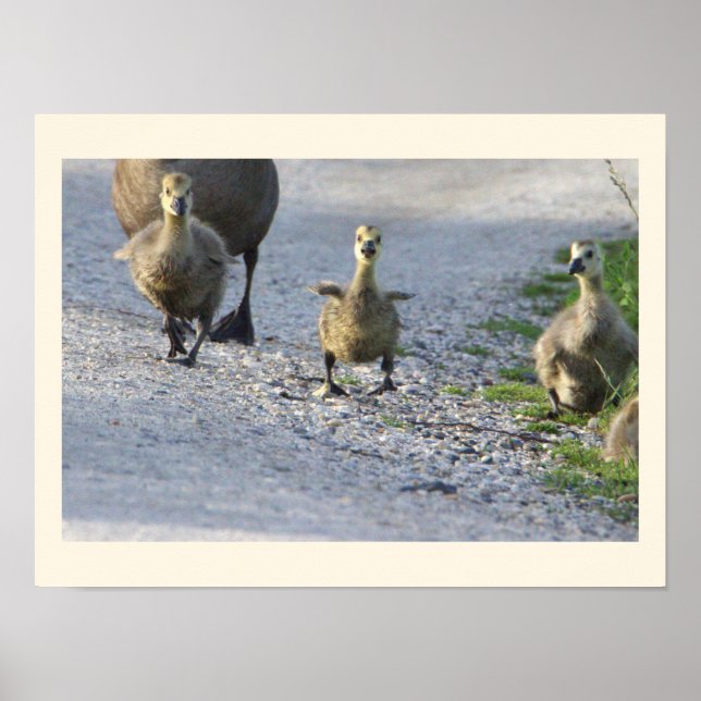 Póster Poster fotográfico de Baby Geese (Frente)