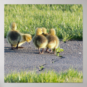 Póster Poster fotográfico de Baby Geese