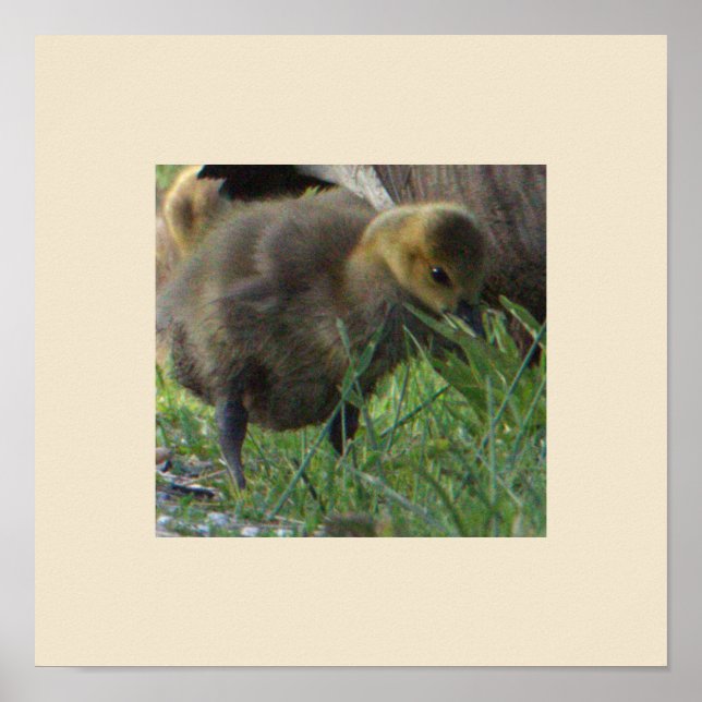 Póster Poster fotográfico de Baby Goose (Frente)