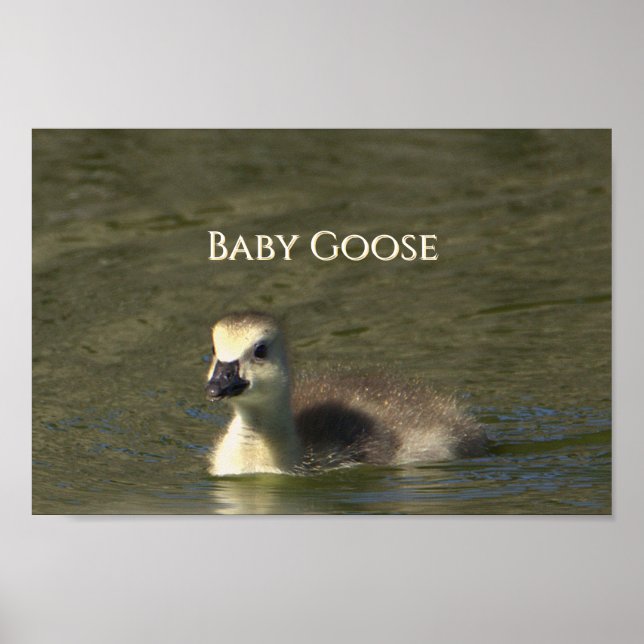 Póster Poster fotográfico de Baby Goose (Frente)