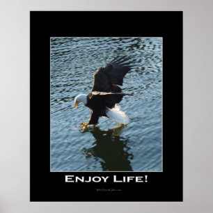 Póster Poster fotográfico de Bald Eagle