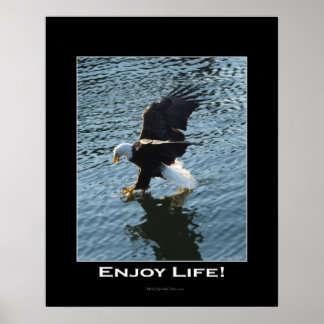 Póster Poster fotográfico de Bald Eagle