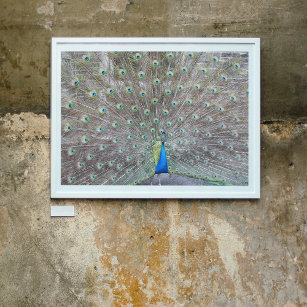 Póster Poster fotográfico de Blue Peacock Fantail Fethers