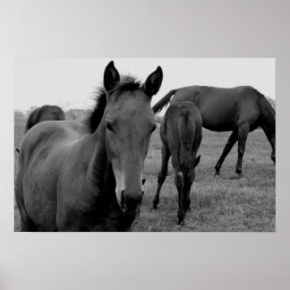 Póster poster fotográfico de caballos