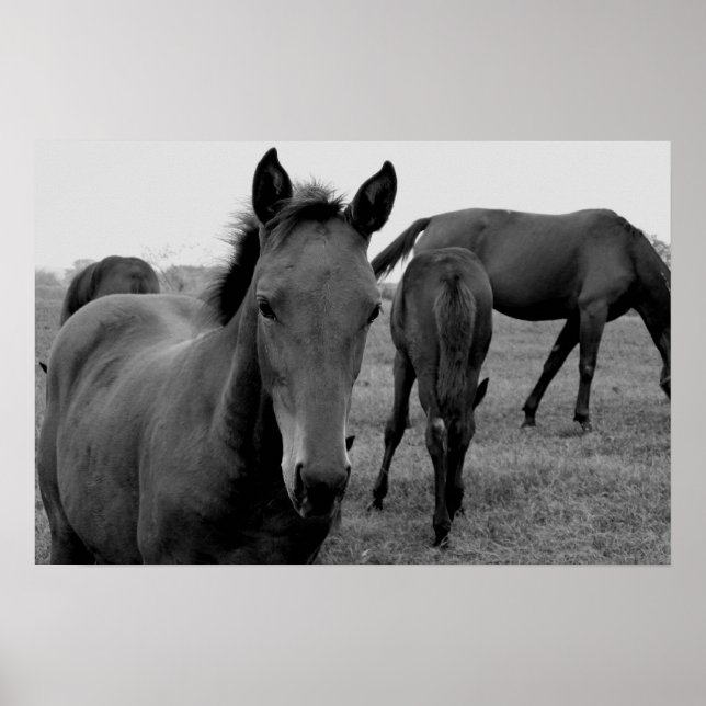 Póster poster fotográfico de caballos (Frente)