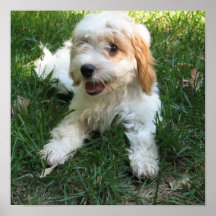 Poster fotográfico de Cavachon personalizado, perr