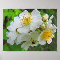 Poster fotográfico de Cherokee Rosa