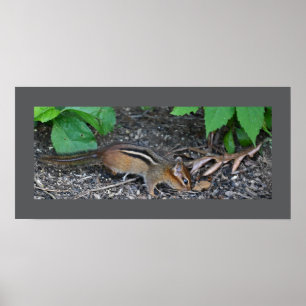 Póster Poster fotográfico de Chipmunk