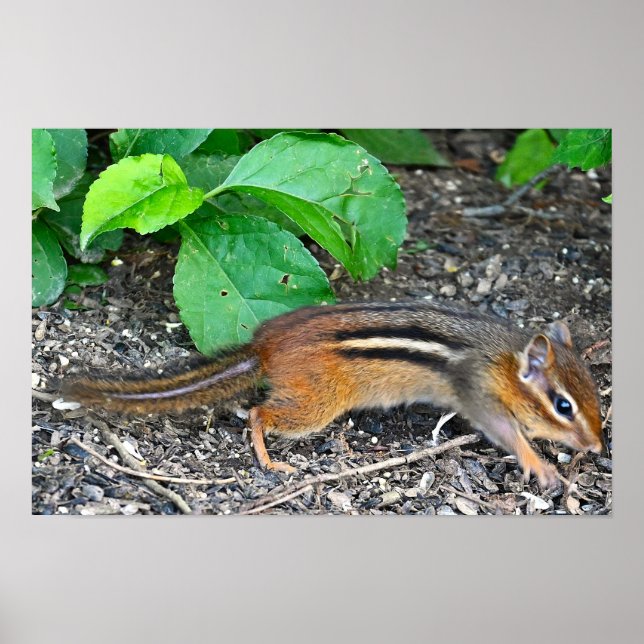 Póster Poster fotográfico de Chipmunk (Frente)