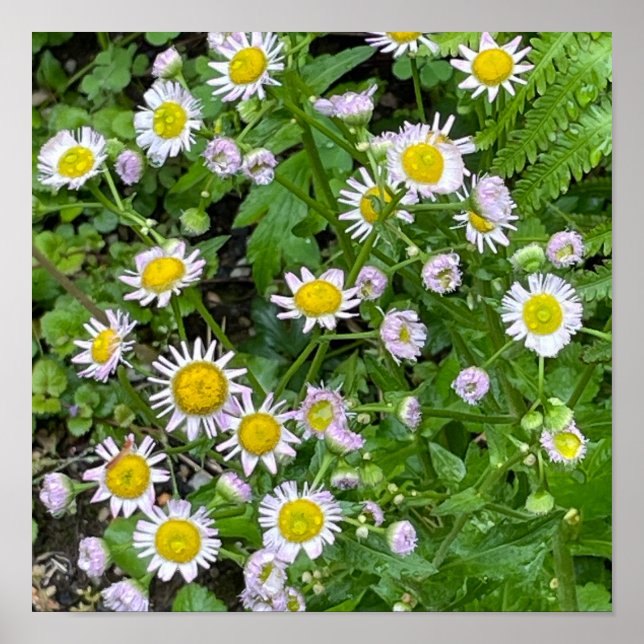Póster Poster fotográfico de Daisies (Frente)