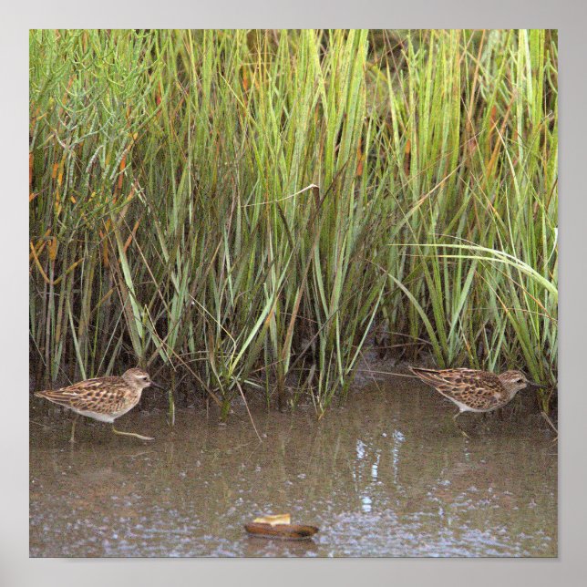 Póster Poster fotográfico de dos pájaros (Frente)