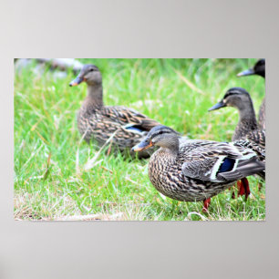 Póster Poster fotográfico de Ducks