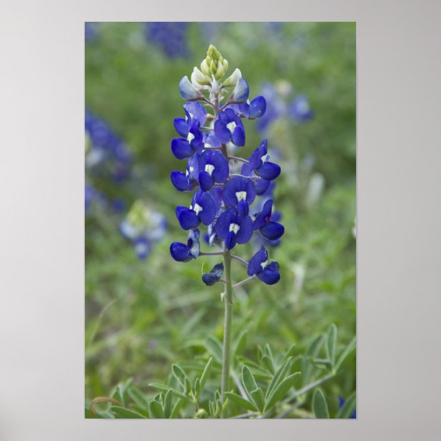Póster Poster fotográfico de Flor Silvestre de Texas Blue (Frente)