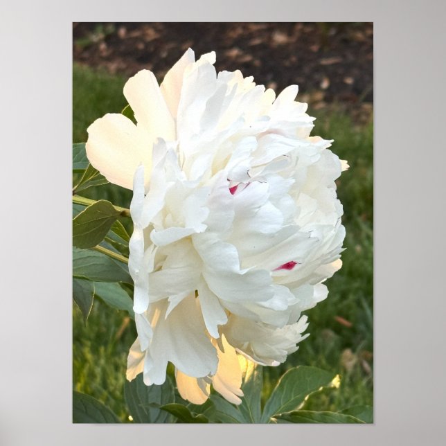 Póster Poster fotográfico de flores blancas (Frente)