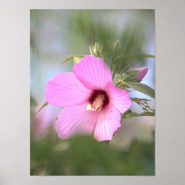 Póster Poster fotográfico de flores rosadas (Frente)