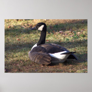 Póster Poster fotográfico de ganso de Canadá