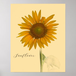 Póster Poster fotográfico de girasol