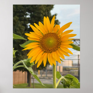 Póster Poster fotográfico de girasol