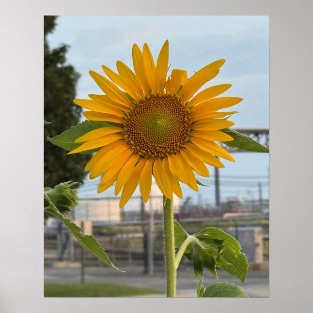 Póster Poster fotográfico de girasol (Frente)