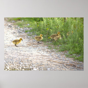 Póster Poster fotográfico de Goslings