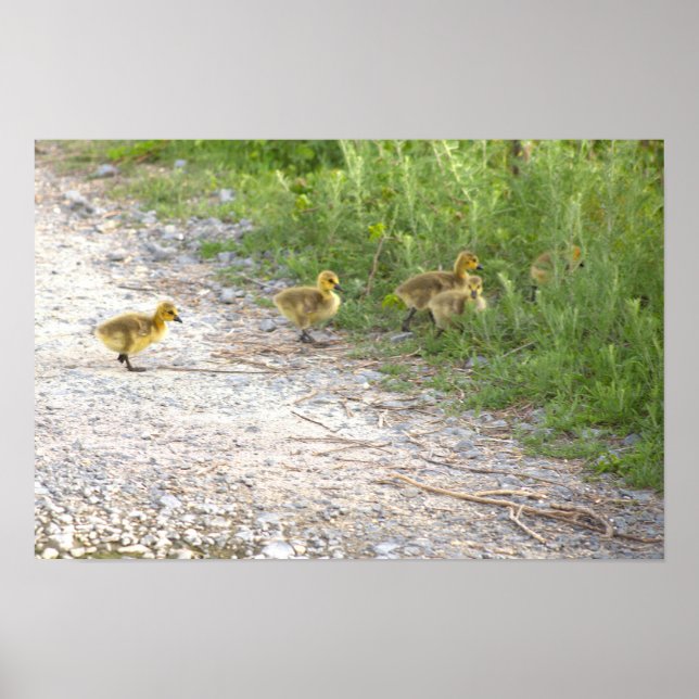 Póster Poster fotográfico de Goslings (Frente)