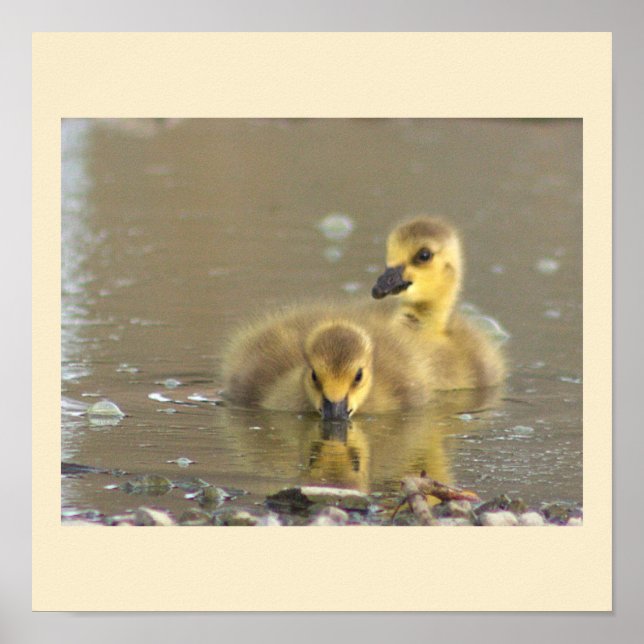 Póster Poster fotográfico de Goslings (Frente)
