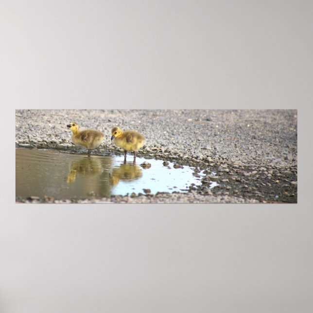 Póster Poster fotográfico de Goslings (Frente)